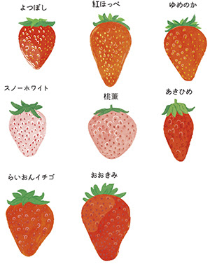 九州じゃらん 1月号いちごのイラスト 公式 イラストレーター アライヨウコ Webサイト