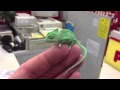 Chameleon babies Cutest  Ever