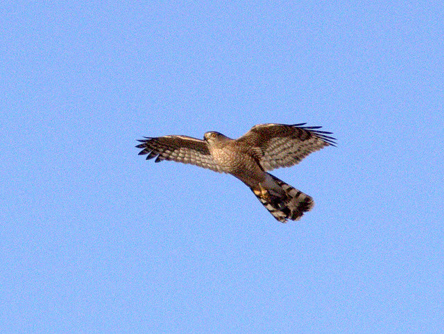 Coopers Hawk with prey 20111110