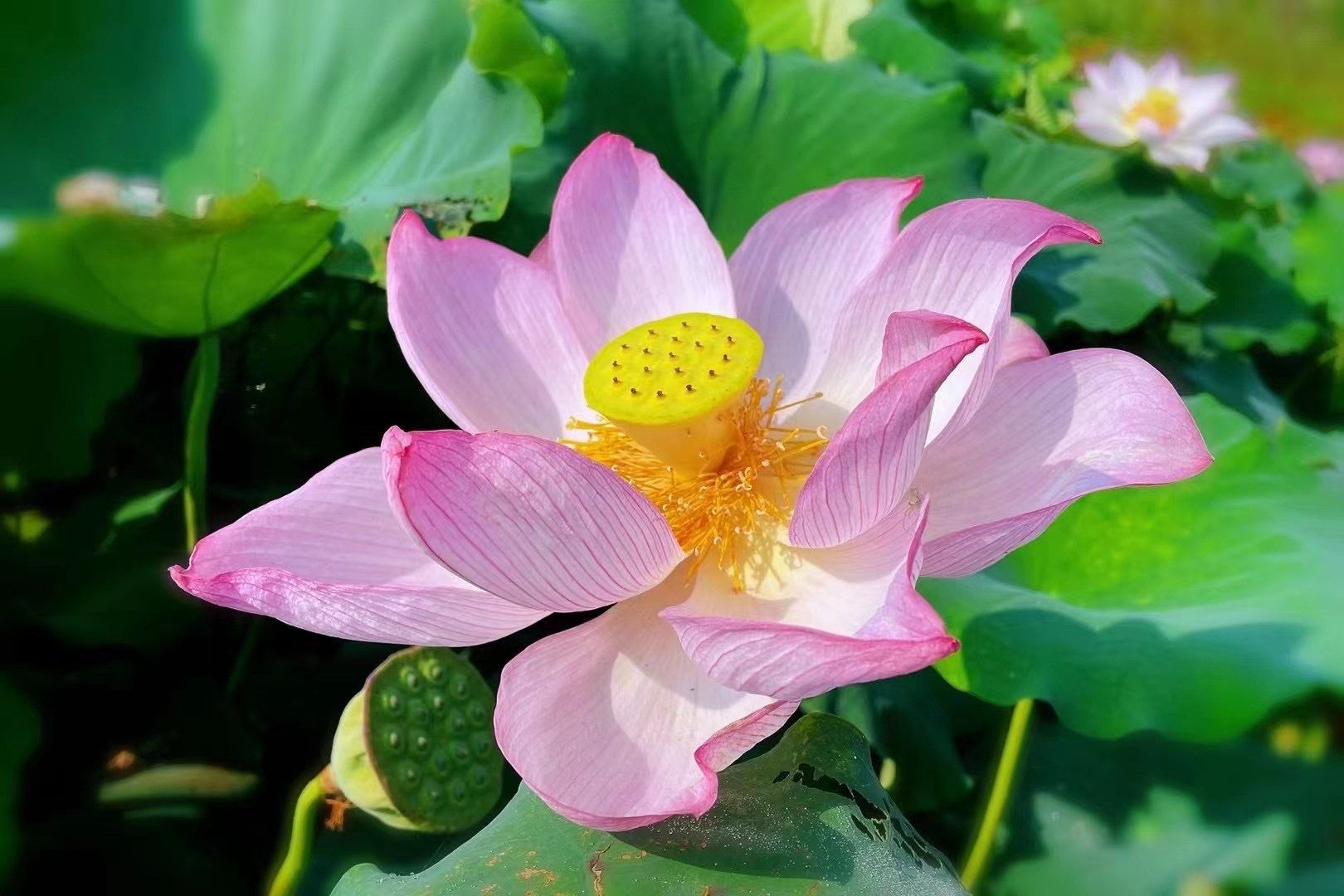 赏娇艳荷花 听乡村音乐 嬉闹泼水节 采摘黑葡萄 还有暑期夏令营 夏 一站 去花城蔡甸打卡吧