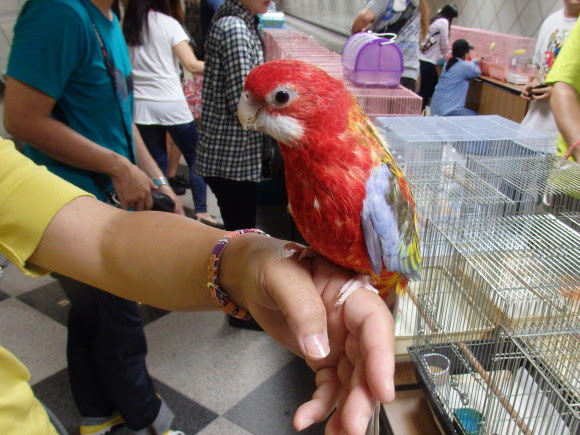 アキクサインコからコンゴウインコまで何でも飼ってみるおじさんが行く 東京ピーチク会 小鳥祭り続編です