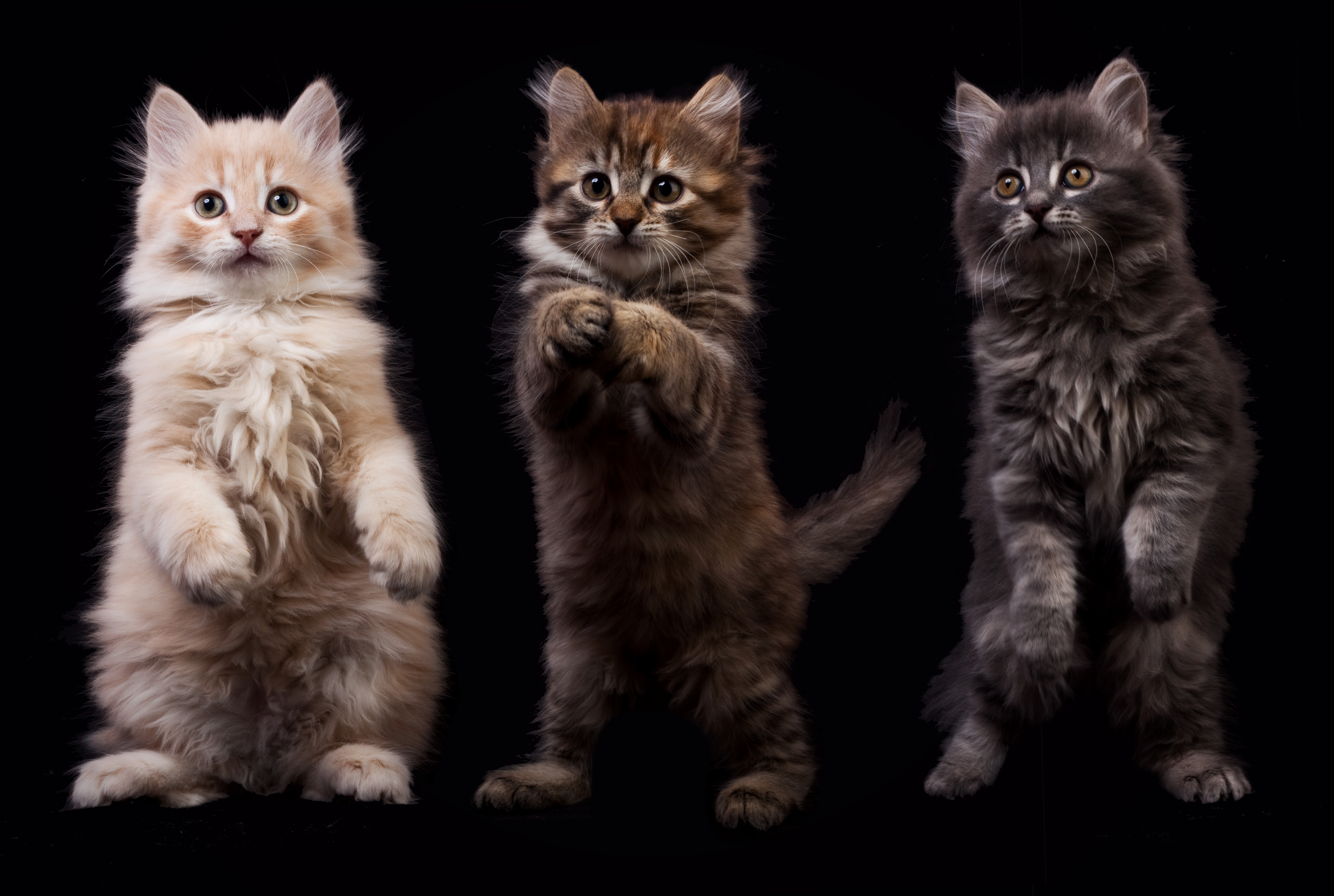 フリー画像 動物写真 哺乳類 ネコ科 猫 ネコ 子猫 立ち上がる フリー素材 画像素材なら 無料 フリー写真素材のフリーフォト