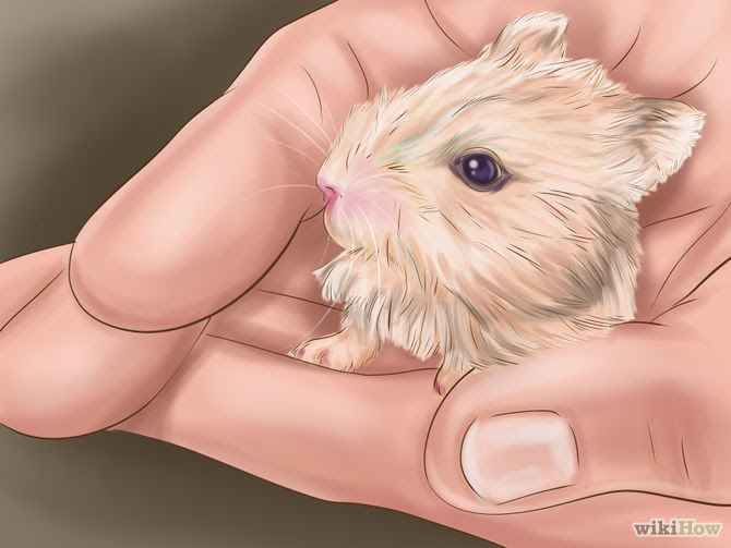 Play With a Hamster Step 4 Version 2.jpg