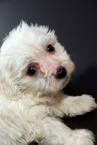 Cheap And Free Maltese Puppies