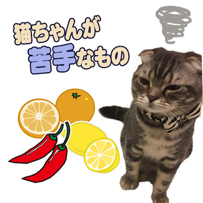 気を付けて 猫が嫌いなニオイ 音はこれ 猫の総合情報サイト ペットスマイルニュースforネコちゃん