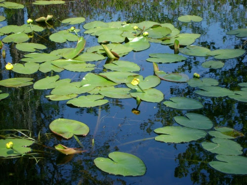 Lily pads and flowers on pond