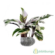Ide 27+ Cara Perbanyak Calathea