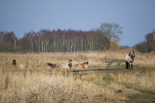 Wicken Fen - Konik Ponies