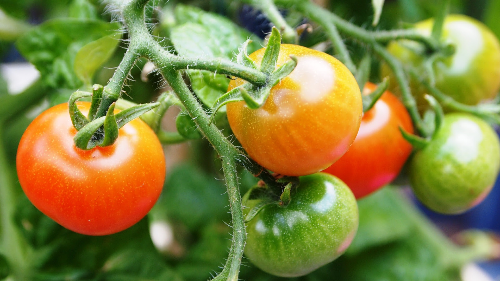 Efficient genetic modification of the tomato genome: an author Q+A - On Biology