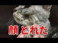 猫 かさぶた はがす 310944-猫 かさぶた はがす