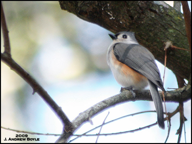 Tufted Titmouse