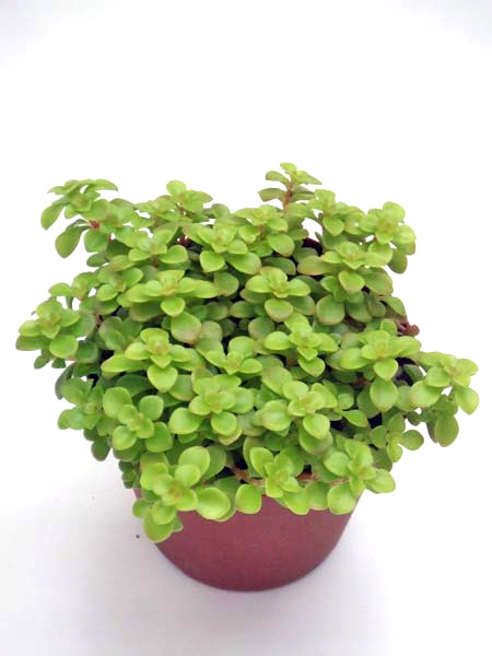 黄金丸葉万年草 おうごんまるばまんねんそう