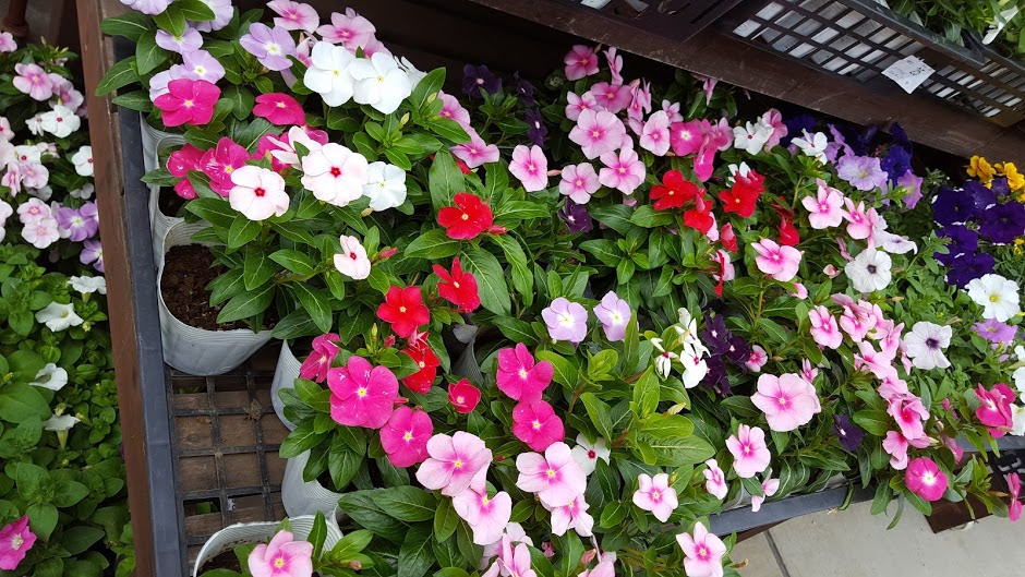 夏の花 暑さに強い簡単お手いれの花は 水やりも楽なのはこの花です 花づくし 色々なお花を楽しみつくします