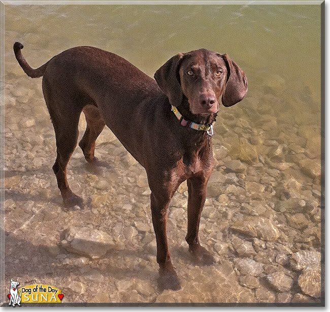 Suna Doberman Pinscher German Shorthair Pointer July 12 2014