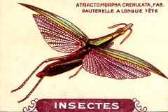 insecte 17