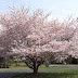 Yoshino Cherry Tree In Fall / Or diseases which can affect tree health or aesthetics use and management best used as a specimen or near the deck or patio for shade, yoshino cherry also works nicely along walks or near a water feature.