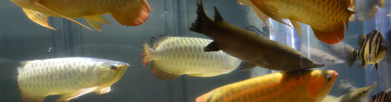 1つの水槽で沢山のアロワナを飼うには Aquariumcreate