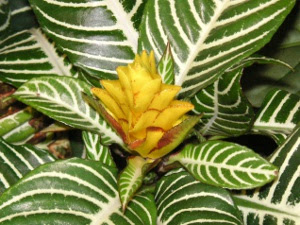 アフェランドラ 植物図鑑 小さな園芸館