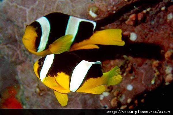 Amphiprion sebae001.jpg