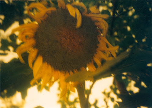 sepia2
