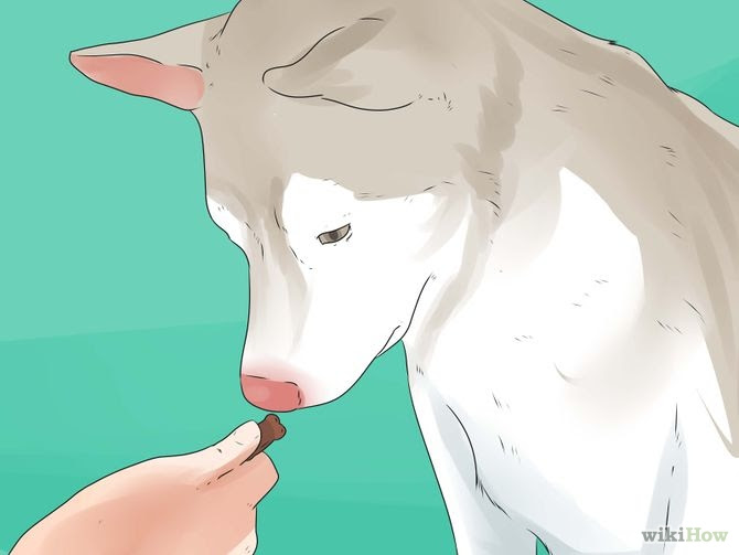 Take Care of an Alaskan Husky Step 8 Version 2.jpg
