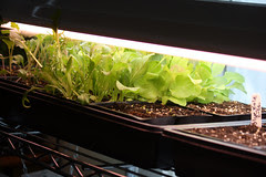 seedlings 019