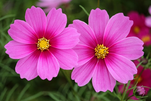 100 Epic Best9 月12 日誕生花