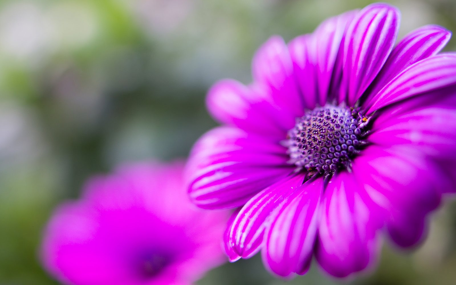 Purple Flower Hd Wallpaper Download For Mobile ...