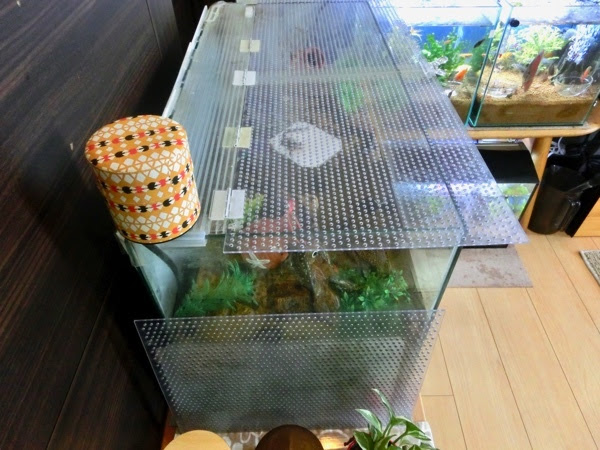 イモリ水槽 フタの自作 熱帯魚とイモリのブログ