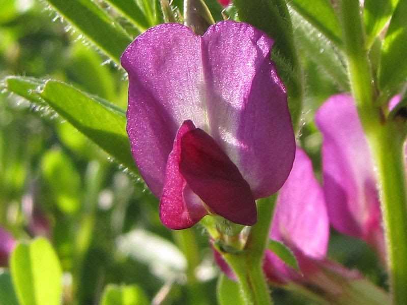 カラスノエンドウ マメ科 草の花図鑑 気ままに自然観察