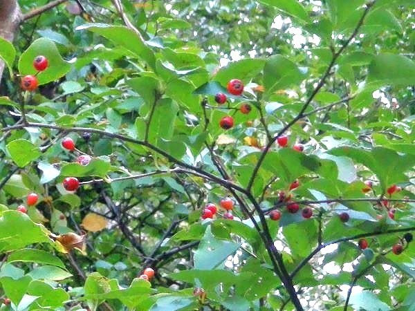最高かつ最も包括的な赤い実 木 最高の花の画像