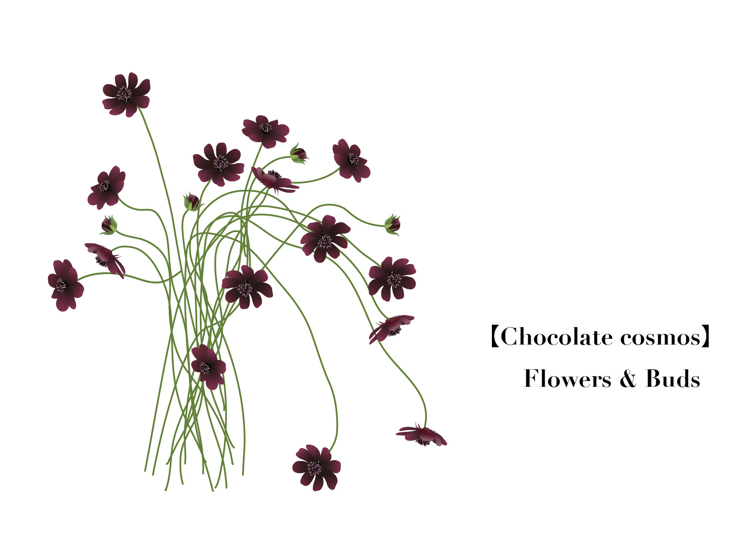 イラスト素材 チョコレートコスモス デザインされた花と蕾の束 19本 透過画像 高解像度 360ppi Horimari Net