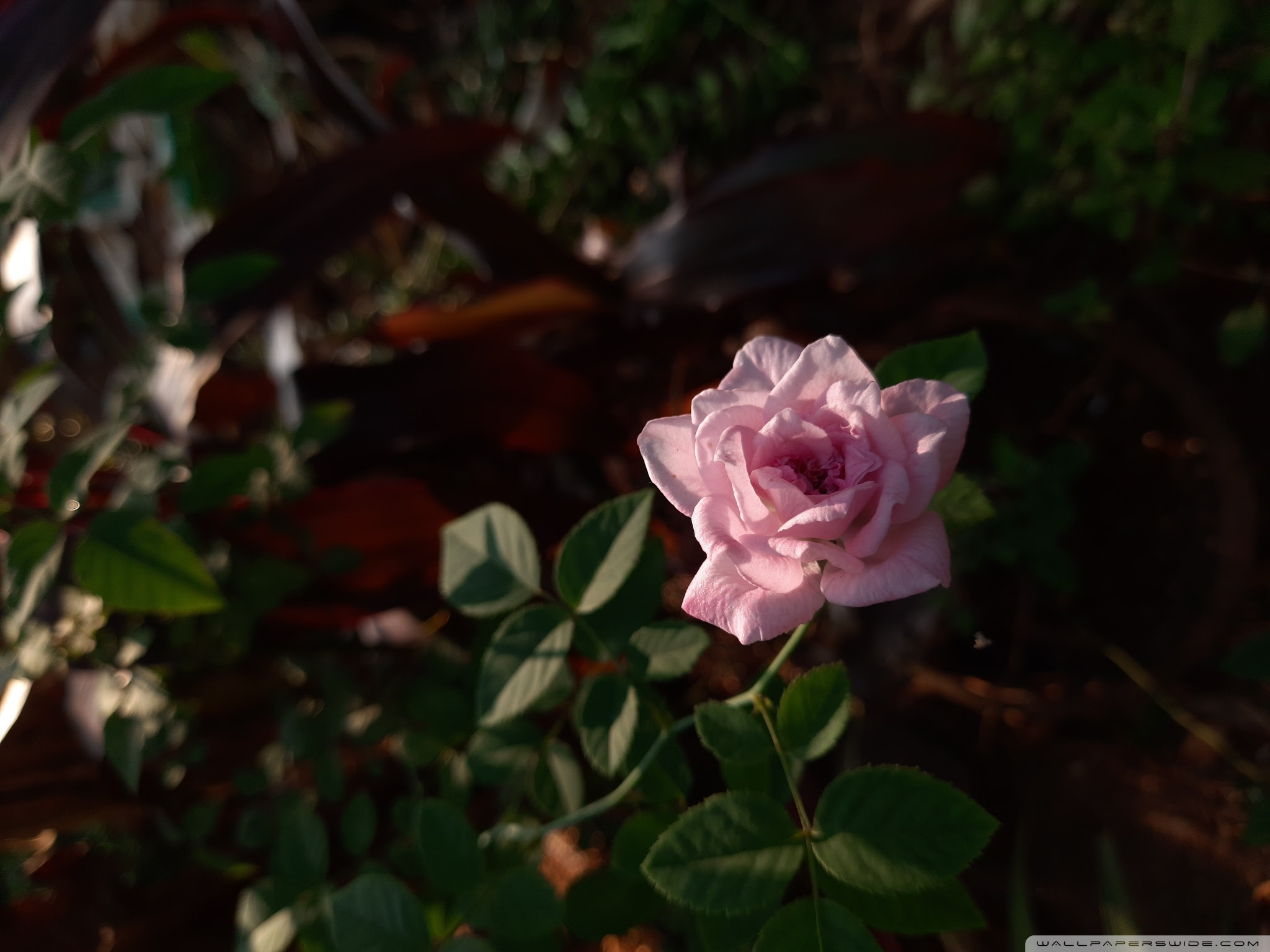 Rose Ultra HD Desktop Background Wallpaper for 4K UHD TV : Widescreen