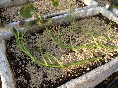サツマイモの育て方 植え方とコンパニオンプランツ 暇人主婦の家庭菜園 楽天ブログ