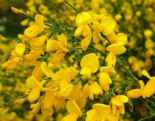 ３月１２日の誕生花は エニシダ 366日 誕生花の辞典 誕生日の花言葉の図鑑