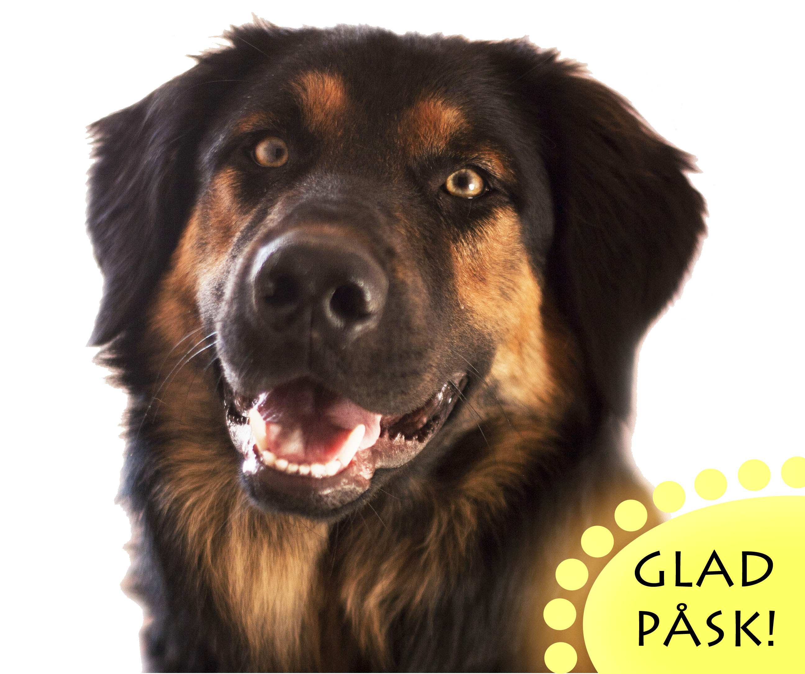 Glad Påsk! ♥ - ALLMÄNT - Blandrashundar iFokus
