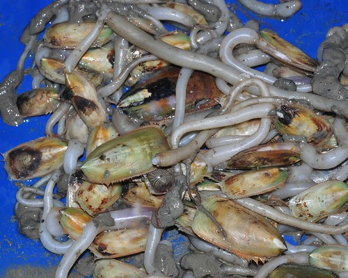 Brachiopods (Lingula sp) sold as food on a market in Makassar