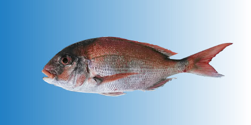 マダイ チャリコ の釣り情報 大阪湾での船釣りなら大型乗合釣船おおせき丸 おおせき釣具店