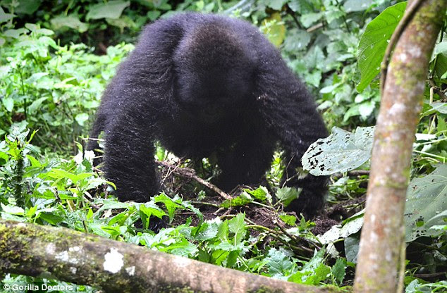 She then finds a stick, inserts the stick into the hole and then withdrew the stick, licking the ants off of the stick.
