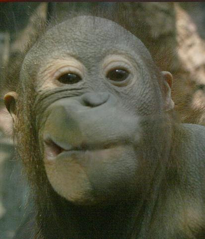 とびきりの変顔 ガラスにへばりついた動物たちの写真枚 ライブドアニュース