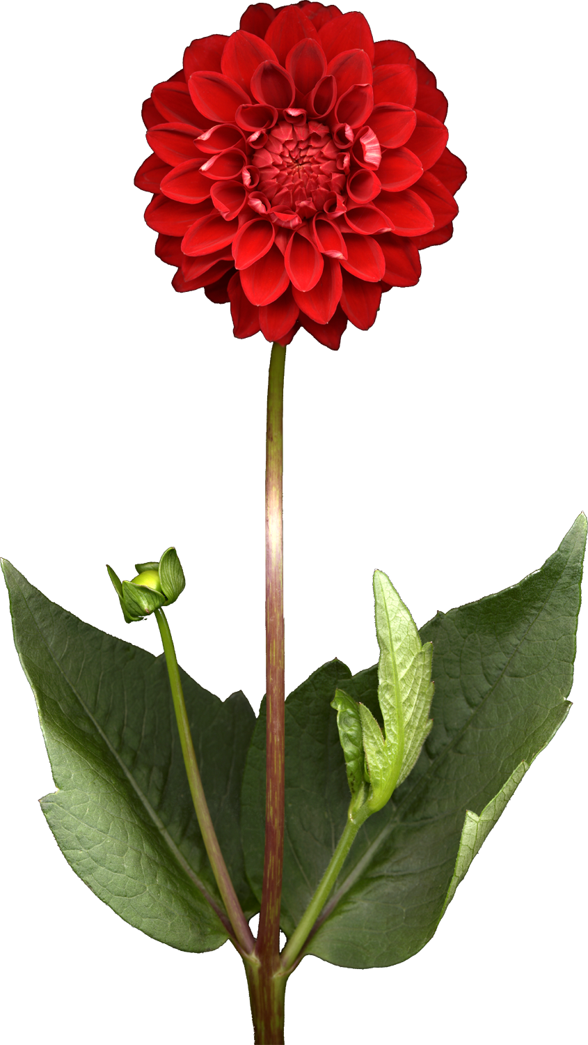 クローバー イラスト 無料 ダウンロード