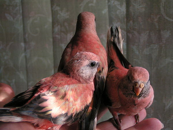 一人餌間近のアキクサインコ Petit Freebird S インコたちの日々