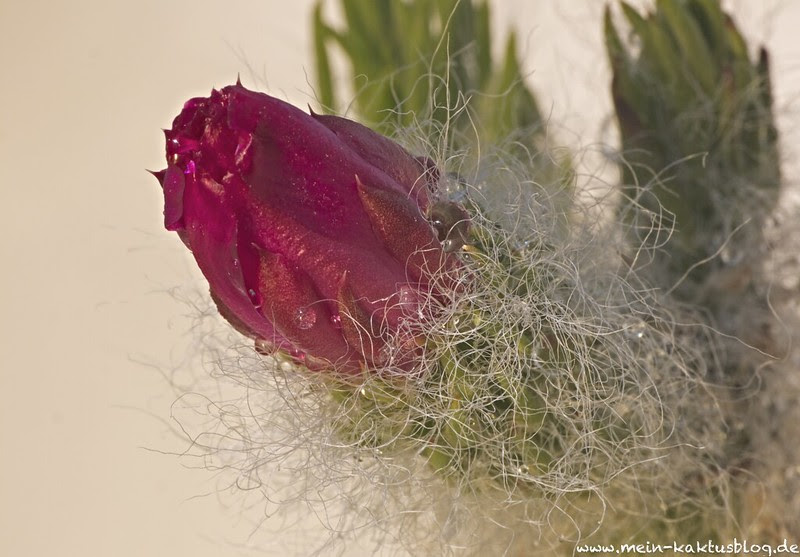 Austrocylindropuntia vestita