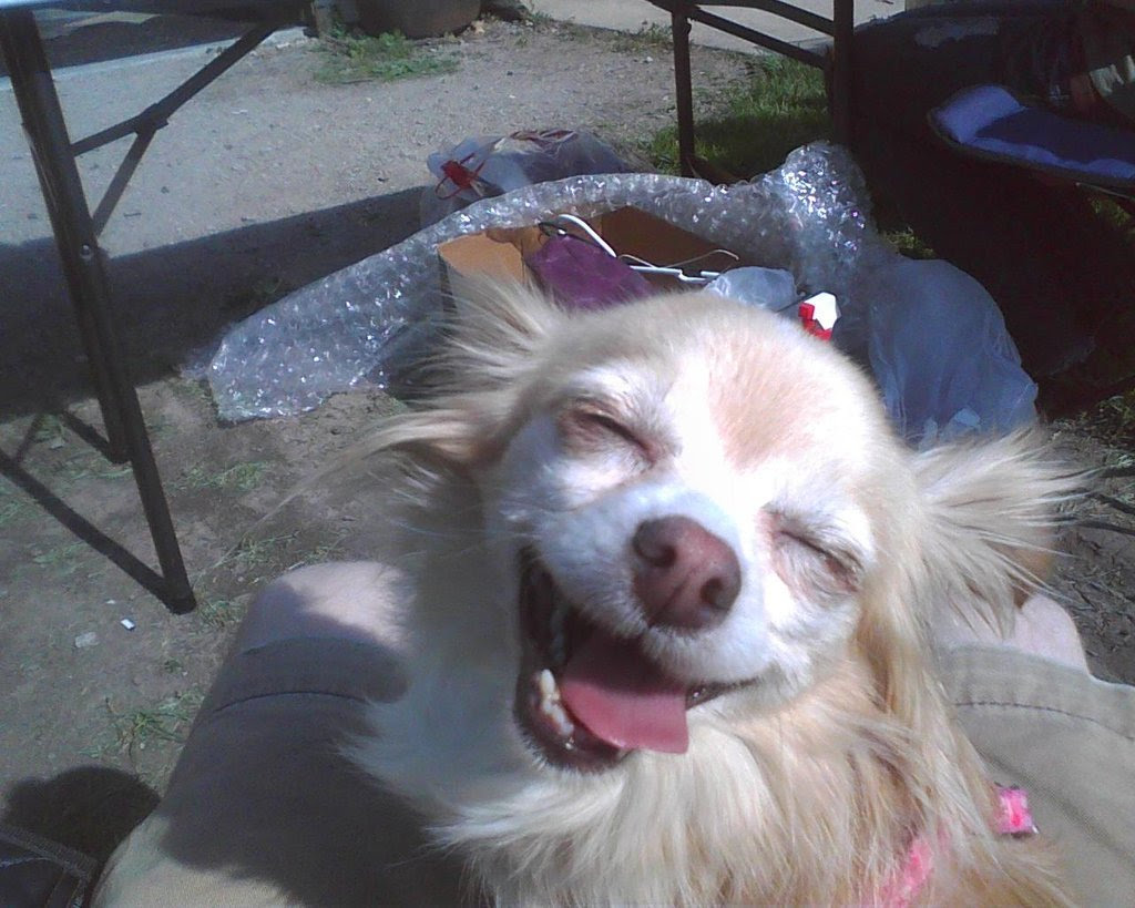 Image result for smiling pet face