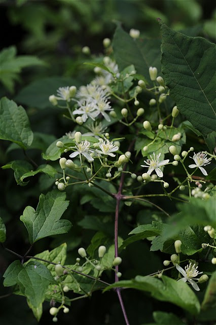 センニンソウとは葉の形で見分けられる ボタンヅル Tamaのブログ