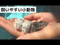 おすすめ ペット 小動物 607431-おすすめ ペット 小動物