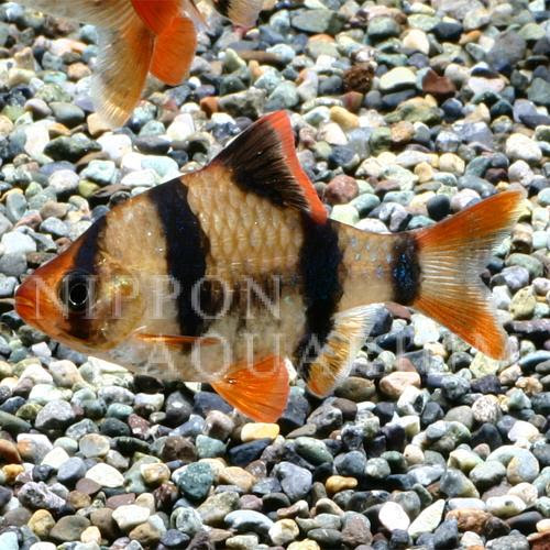 スマトラ 繁殖 産卵 熱帯魚図鑑 熱帯魚の飼育 混泳 繁殖 病気など