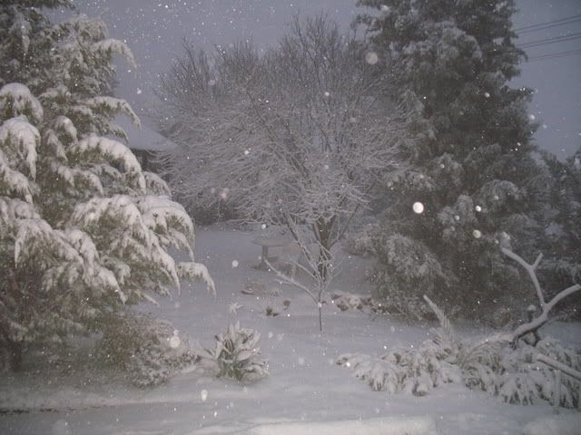 Shiloh Snow 1