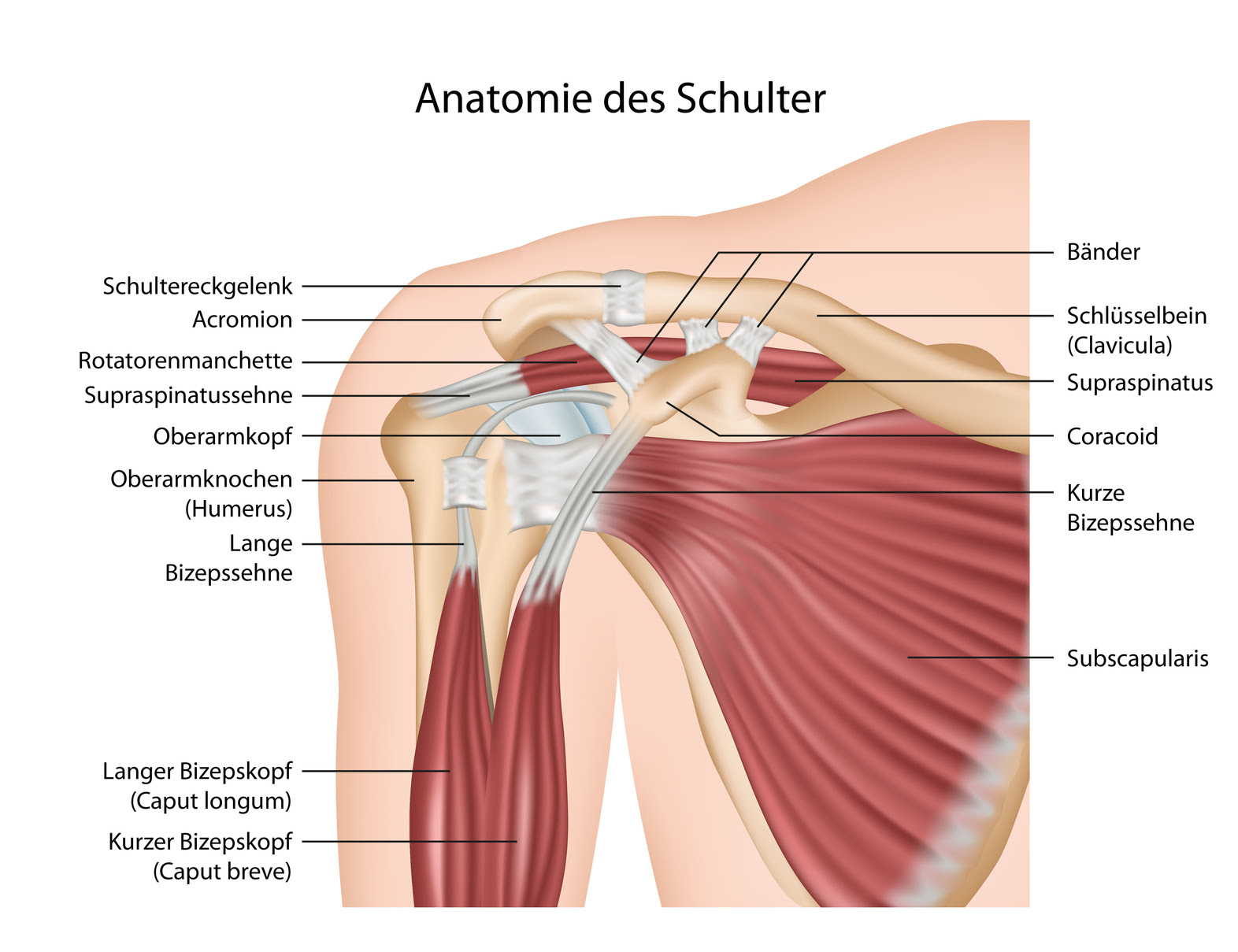Schulterzentrum In Der Praxisklinik Travemunde