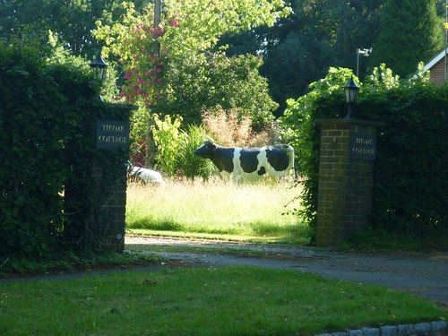 Mooooooo